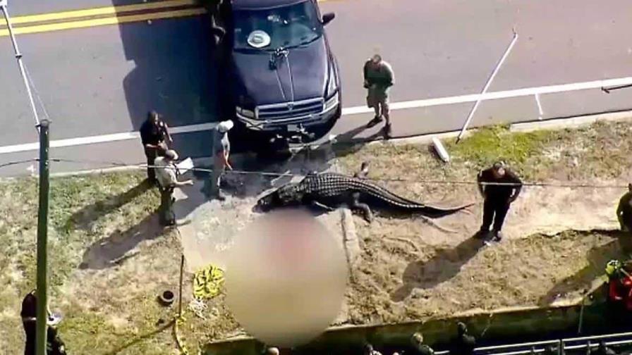 Identifican a mujer de 41 años como víctima mortal de posible ataque de caimán en Florida