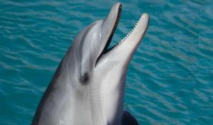 El Miami Seaquarium traslada a un delfín de 40 años a Texas para mejorar su bienestar