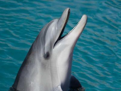 Trasladan delfín Li’i a Texas para mejorar su bienestar