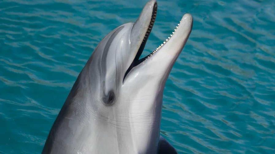 El Miami Seaquarium traslada a un delfín de 40 años a Texas para mejorar su bienestar