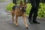 Commander, el perro de Biden, vuelve a morder a un agente del Servicio Secreto Commander, el perro de Biden, vuelve a morder a un agente del Servicio Secreto