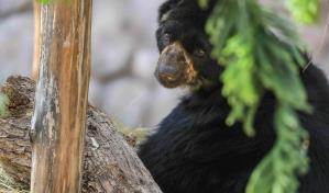 Tras la pista de los osos de la Cordillera del Cóndor