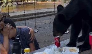 Oso se come la comida de una familia en Nuevo León, México