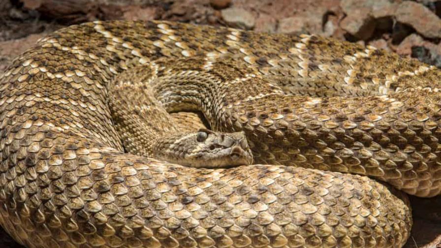 Repartidora de Amazon es mordida por una serpiente cascabel mientras entregaba un paquete