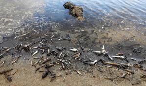 Sequía en la Amazonía y temperaturas récord provocan muerte de toneladas peces en Brasil