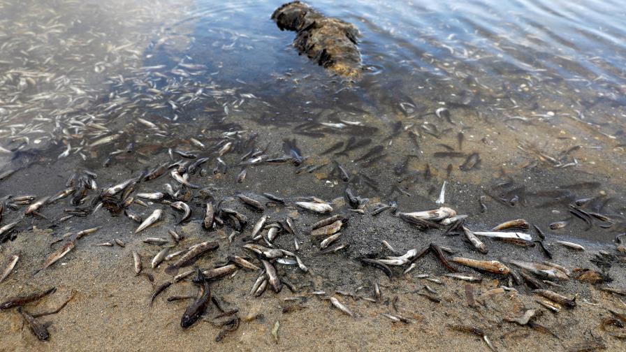 Sequía en la Amazonía y temperaturas récord provocan muerte de toneladas peces en Brasil