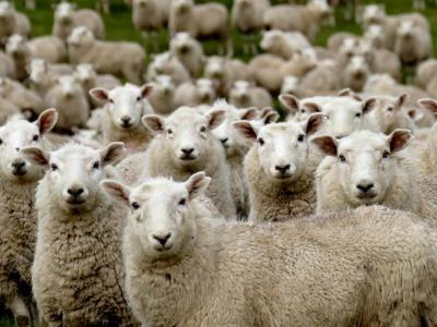 Ovejas arrasan con plantación de cannabis en Grecia