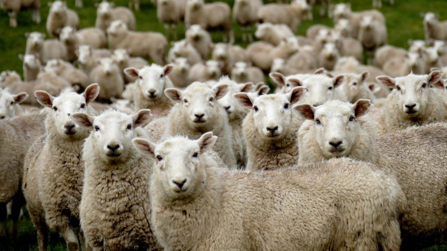 Rebaño de ovejas se come plantación de cannabis en Grecia
