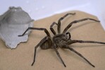 En Brasil, una ara&ntilde;a venenosa como aliada contra la disfunci&oacute;n er&eacute;ctil