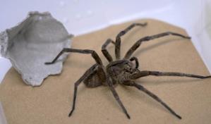 En Brasil, una araña venenosa como aliada contra la disfunción eréctil