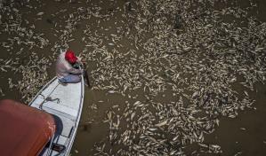 Sequía en la Amazonía y temperaturas récord provocan muerte de toneladas peces en Brasil