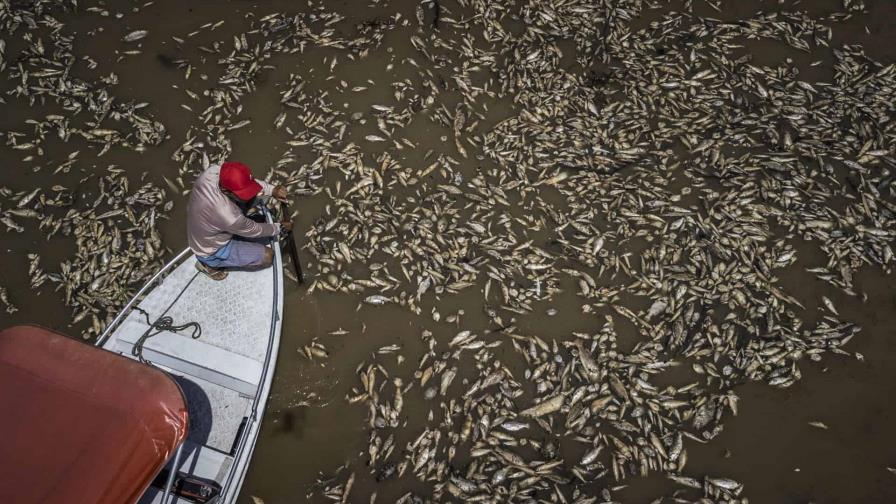 Sequía en la Amazonía y temperaturas récord provocan muerte de toneladas peces en Brasil