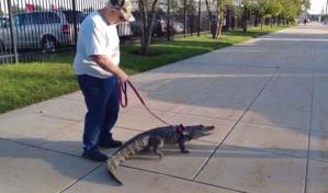 Estadio le niega entrada a fanático que acudió con su caimán de apoyo emocional
