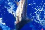 Arrancó la pesca al Marlin Azul; boricua Bryan Ramos libera primera aguja
