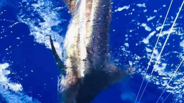 Arrancó la pesca al Marlin Azul; boricua Bryan Ramos libera primera aguja