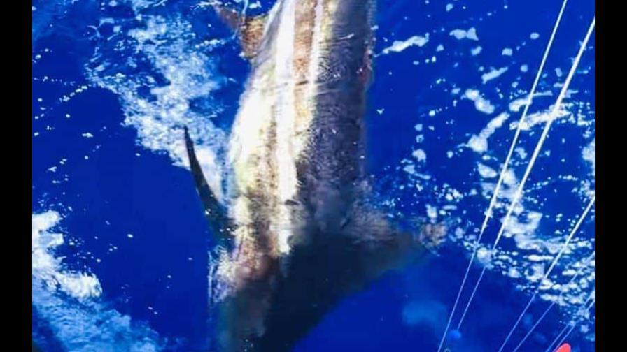 Arrancó la pesca al Marlin Azul; boricua Bryan Ramos libera primera aguja