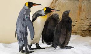 Por primera vez en cinco décadas nacen en Viena dos pingüinos rey