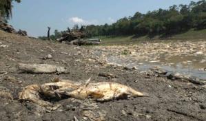 Gobierno brasileño envía ayuda humanitaria a Amazonas ante sequía extrema