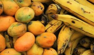 Bananos y mangos llegan a Sicilia de la mano del calentamiento climático