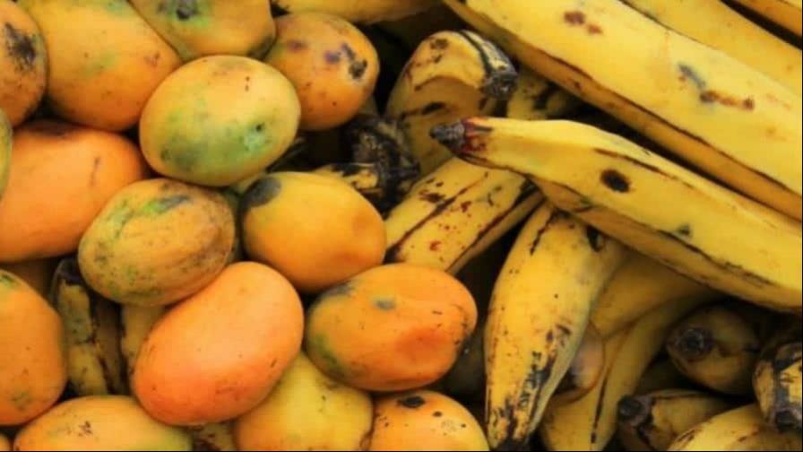 Bananos y mangos llegan a Sicilia de la mano del calentamiento climático