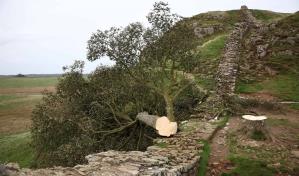 Detenido un menor por talar el árbol de Robin Hood, uno de los más famosos de Reino Unido