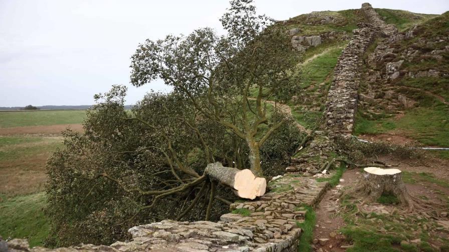 Detenido un menor por talar el árbol de Robin Hood, uno de los más famosos de Reino Unido