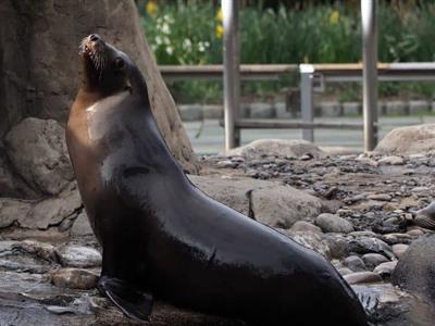 EEUU a la caza de hombre que decapitó un león marino muerto