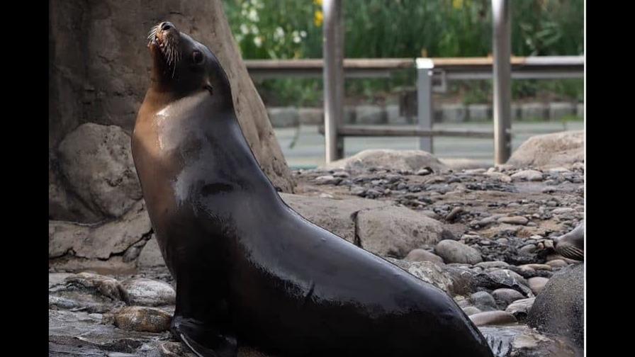 EE. UU. a la caza de hombre que decapitó un león marino muerto en California