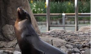 Un león marino escapa de un zoológico de Nueva York durante las inundaciones