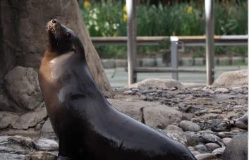 Un león marino escapa de un zoológico de Nueva York durante las inundaciones
