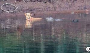 Un caso de estudio: cocodrilos salvan a un cachorro de un ataque de otros perros