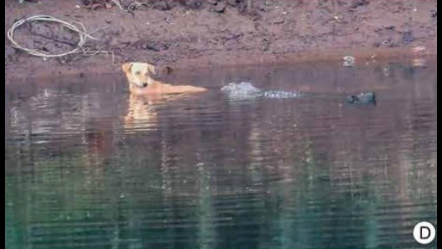 Un caso de estudio: cocodrilos salvan a un cachorro de un ataque de otros perros