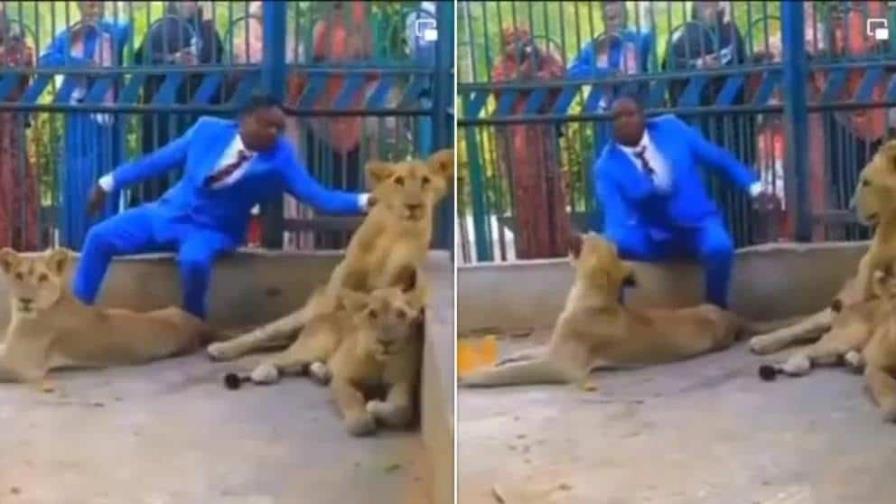 Video | Pastor se encierra en una jaula con leones porque contaba con protección divina