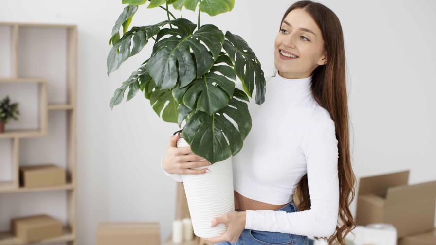 Plantas tropicales con las que puedes consentir tu hogar durante el otoño