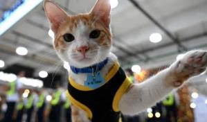 Patrulla de mininos: guardias de seguridad filipinos adoptan gatos abandonados