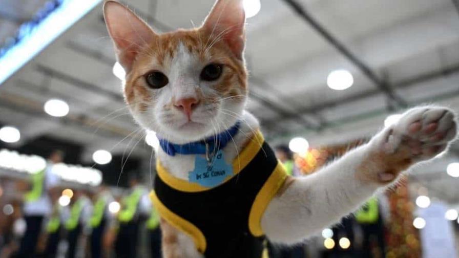 Patrulla de mininos: guardias de seguridad filipinos adoptan gatos abandonados