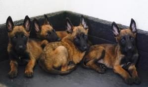 Antes de ser rescatistas o rastreadores, los cachorros del ejército mexicano van al kínder