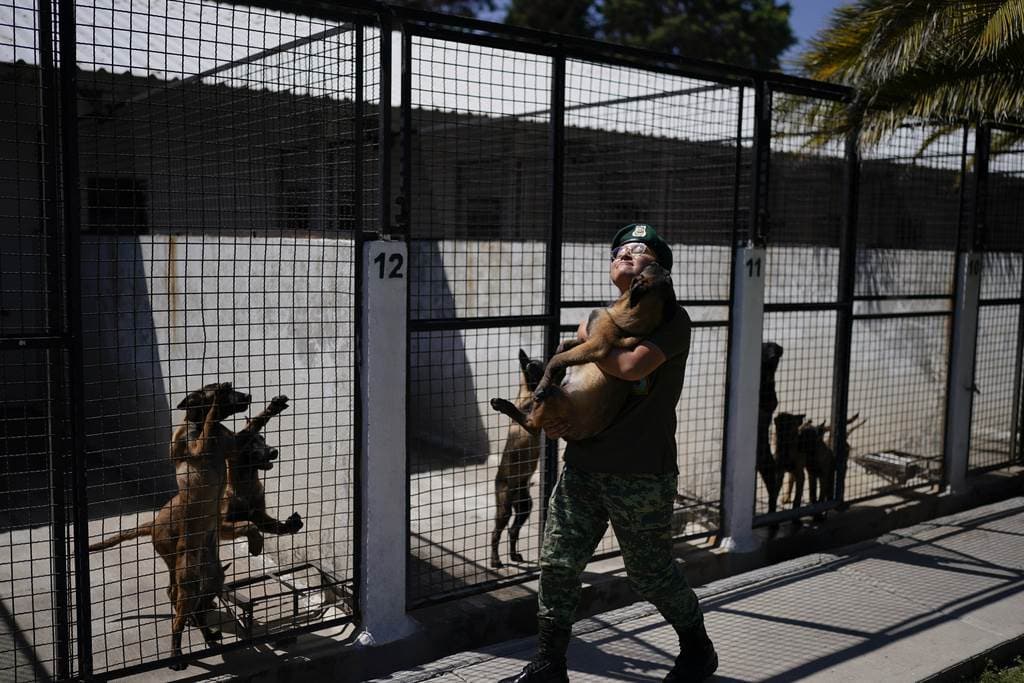 Un soldado veterinario lleva un cachorro de pastor belga malinois de vuelta a su chenil tras una sesión de entrenamiento para convertirse en perro del ejército, en el Centro de Producción Canina del Ejército y Fuerza Aérea Mexicanos en San Miguel de los Jagüeyez, México, el martes 26 de septiembre de 2023. Los cachorros se convertirán algún día en perros de rescate o detectarán drogas y explosivos, tras recibir formación básica en el centro
