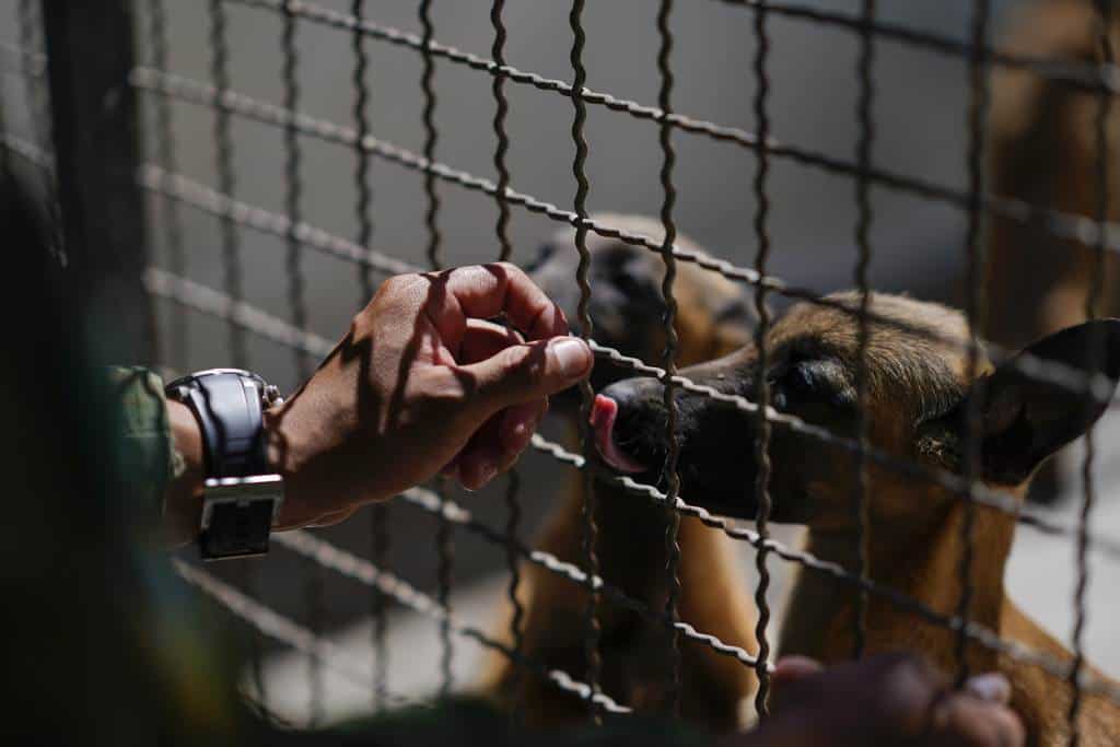 Un soldado interactúa con un cachorro de pastor belga malinois tras una sesión de entrenamiento en el Centro de Producción Canina del Ejército y Fuerza Aérea Mexicanos en San Miguel de los Jagüeyez, México, el martes 26 de septiembre de 2023. Aquí no es como en la vida civil, donde la gente suele dar una croqueta o comida a su mascota por haber hecho algo bien. En el ejército, los premios son caricias y palabras de reconocimiento.
