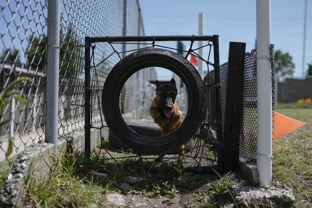Un cachorro de pastor belga malinois recorre un circuito durante su entrenamiento en el Centro de Producción Canina del Ejército y Fuerza Aérea Mexicanos en San Miguel de los Jagüeyez, México, el martes 26 de septiembre de 2023. Un mes después de nacidos, y cuando han dejado de ser amamantados por su madre, empieza el entrenamiento, que se basa en el juego.