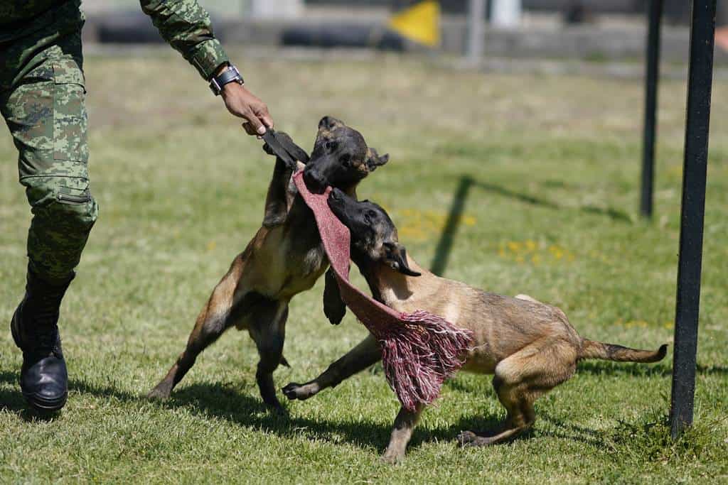 Un soldado entrena cachorros de pastor belga Malinois en el Centro de Producción Canina del Ejército y Fuerza Aérea Mexicanos en San Miguel de los Jagüeyez, México, el martes 26 de septiembre de 2023. El entrenamiento básico concluye cuando cumplen cuatro meses. En ese momento son enviados a las unidades militares donde recibirán adiestramiento de obediencia y a partir de los ocho empezará la capacitación específica en búsqueda, rastreo, detección de drogas y explosivos, guardia y protección.