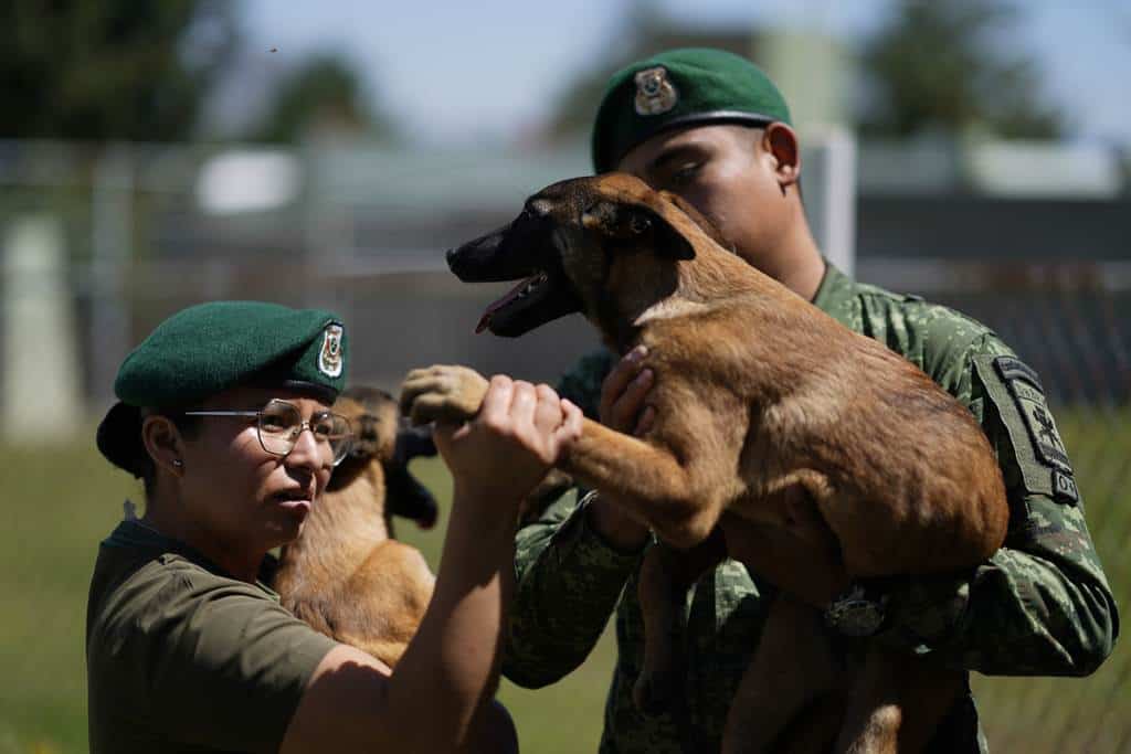 Una veterinaria inspecciona la pata de un cachorro de pastor belga malinois tras una sesión de entrenamiento para convertirse en perro de rescate o rastreo, en el Centro de Producción Canina del Ejército y Fuerza Aérea Mexicanos en San Miguel de los Jagüeyez, México, el martes 26 de septiembre de 2023. Hace unas semanas hubo un brote de parvovirus que enfermó a algunos cuadrúpedos, así que en estos días las precauciones son aún mayores.