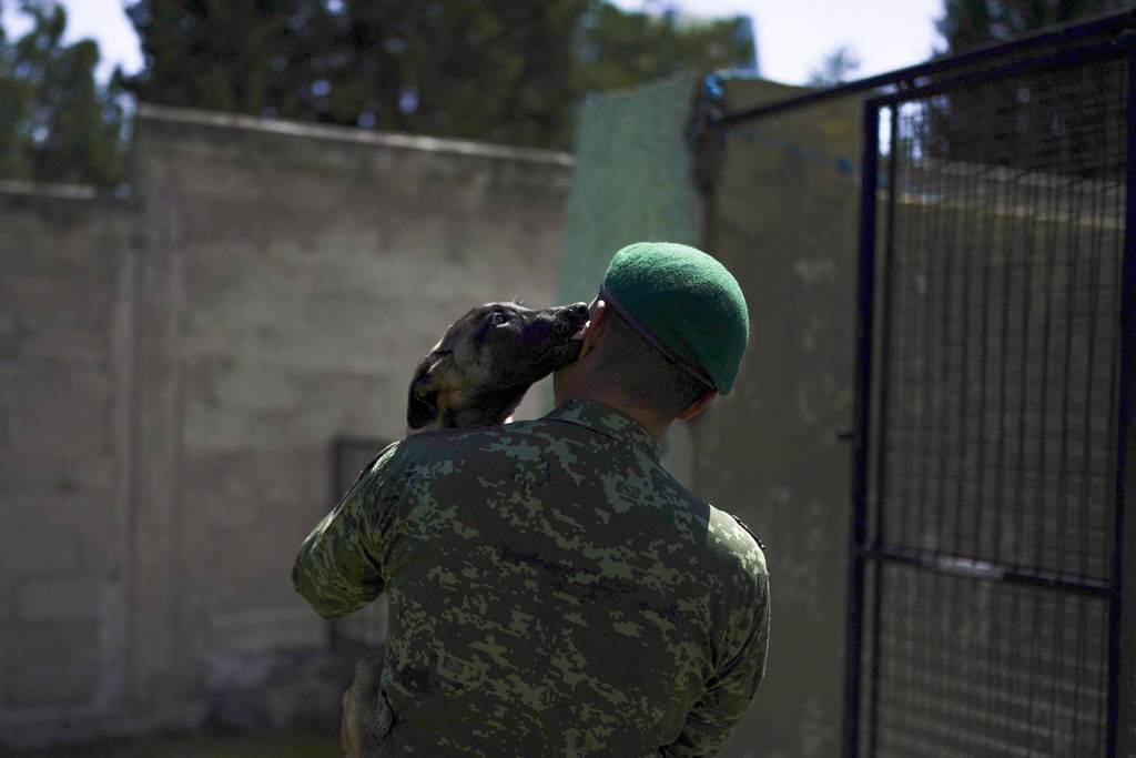 Un cachorro de pastor belga malinois lame el rostro del soldado que le devuelve a su chenil tras una sesión de entrenamiento en el Centro de Producción Canina del Ejército y Fuerza Aérea Mexicanos en San Miguel de los Jagüeyez, México, el martes 26 de septiembre de 2023. Cuando un perro cumple un año y medio, está listo para empezar sus labores militares, que se extienden por ocho años y luego los animales se retiran. (