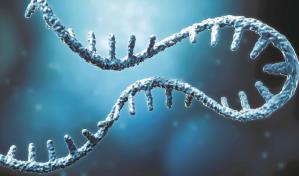 Qué es y cómo funciona el ARN mensajero: las moléculas que transportan la vida