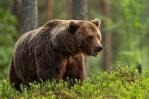 Oso mata a una pareja en el parque nacional en Canadá; guardabosques lo sacrifican Oso mata a una pareja en el parque nacional en Canadá; guardabosques lo sacrifican