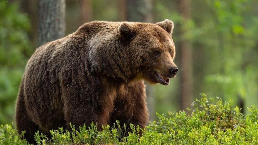 Oso mata a una pareja en el parque nacional en Canadá; guardabosques lo sacrifican