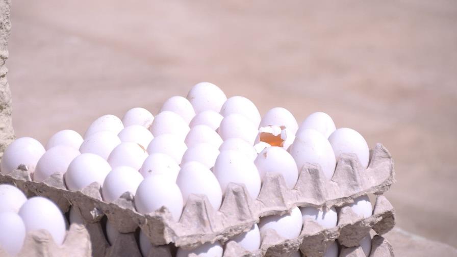 Gobierno compra 9.6 millones de huevos a productores afectados con el cierre de la frontera