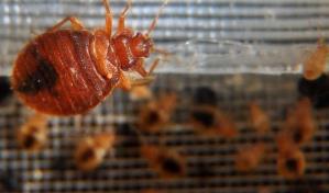 Los chinches de cama atacan y crean psicosis en toda Francia