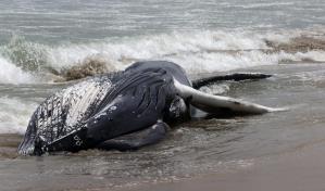 Una ballena jorobada muere tras encallar en las costas mexicanas de Tabasco