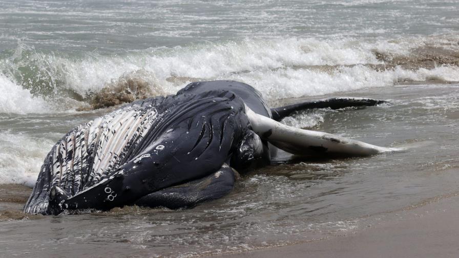 Una ballena jorobada muere tras encallar en las costas mexicanas de Tabasco